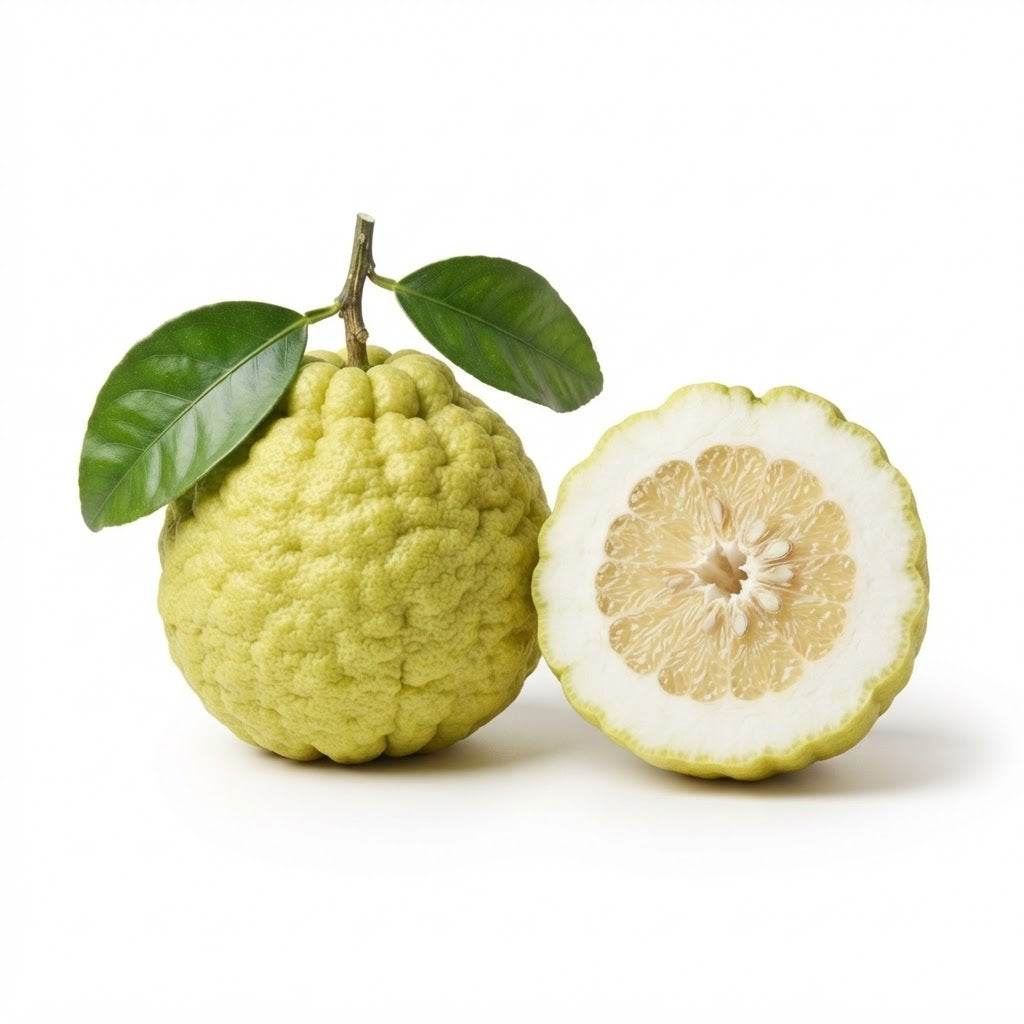 Cedro siciliano